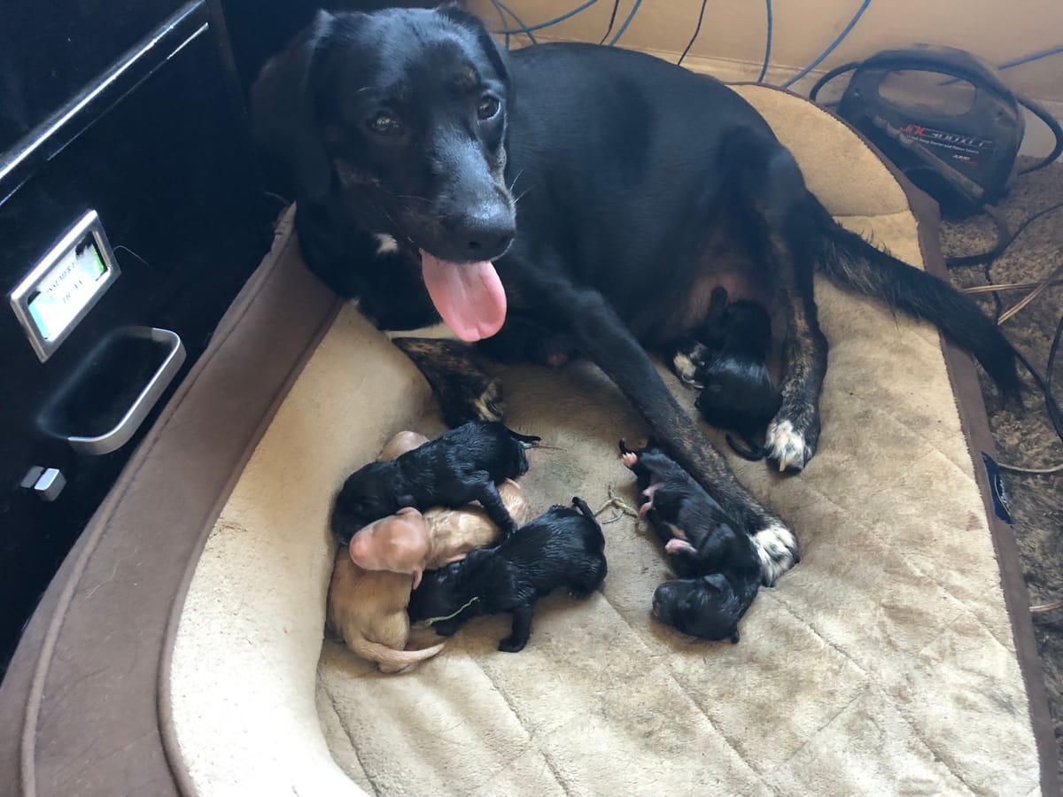 Lucy's Puppies